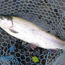 前回ほどではないがよく釣れてくれた平谷湖フィッシングスポット